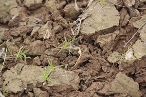 Mark 4-20 cracked soil